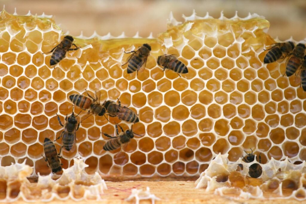Bees on a honey comb - NPA in Manuka Honey