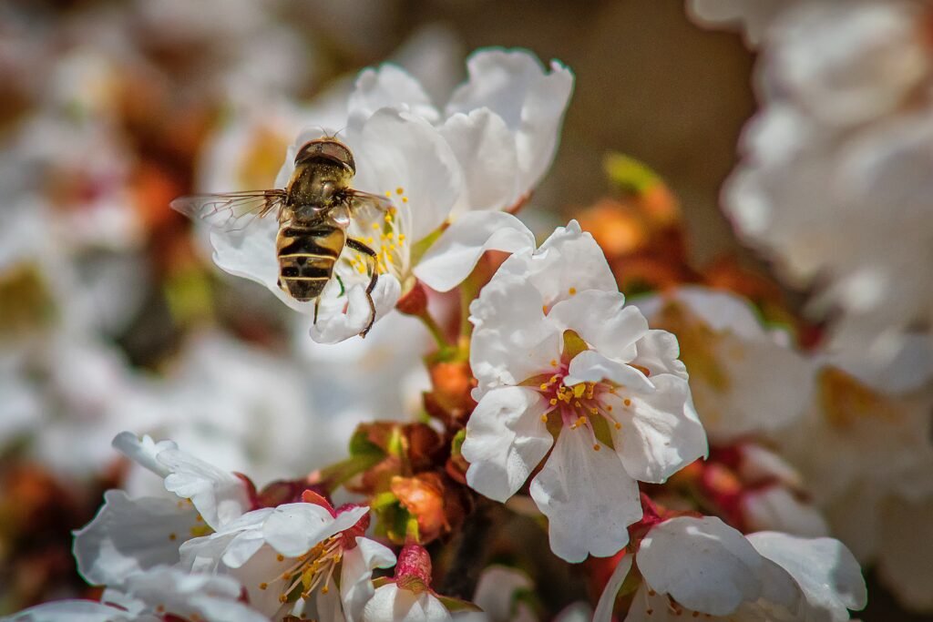 Bee on a Manuka Flower - Moist expensive Mānuka honey