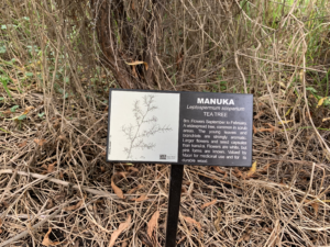 Manuka Honey Sign about UMF and MGO Calculator