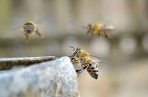 Bees on a Manuka Honey hive