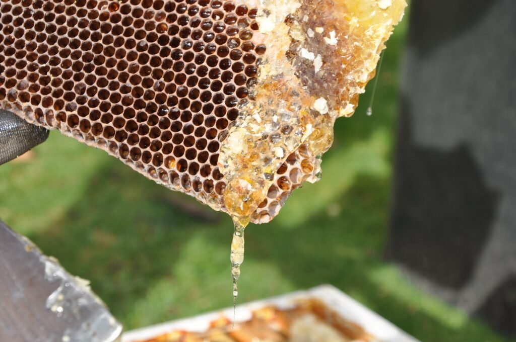 Manuka honeycomb dripping honey over a honey hive - why is manuka honey expensive?