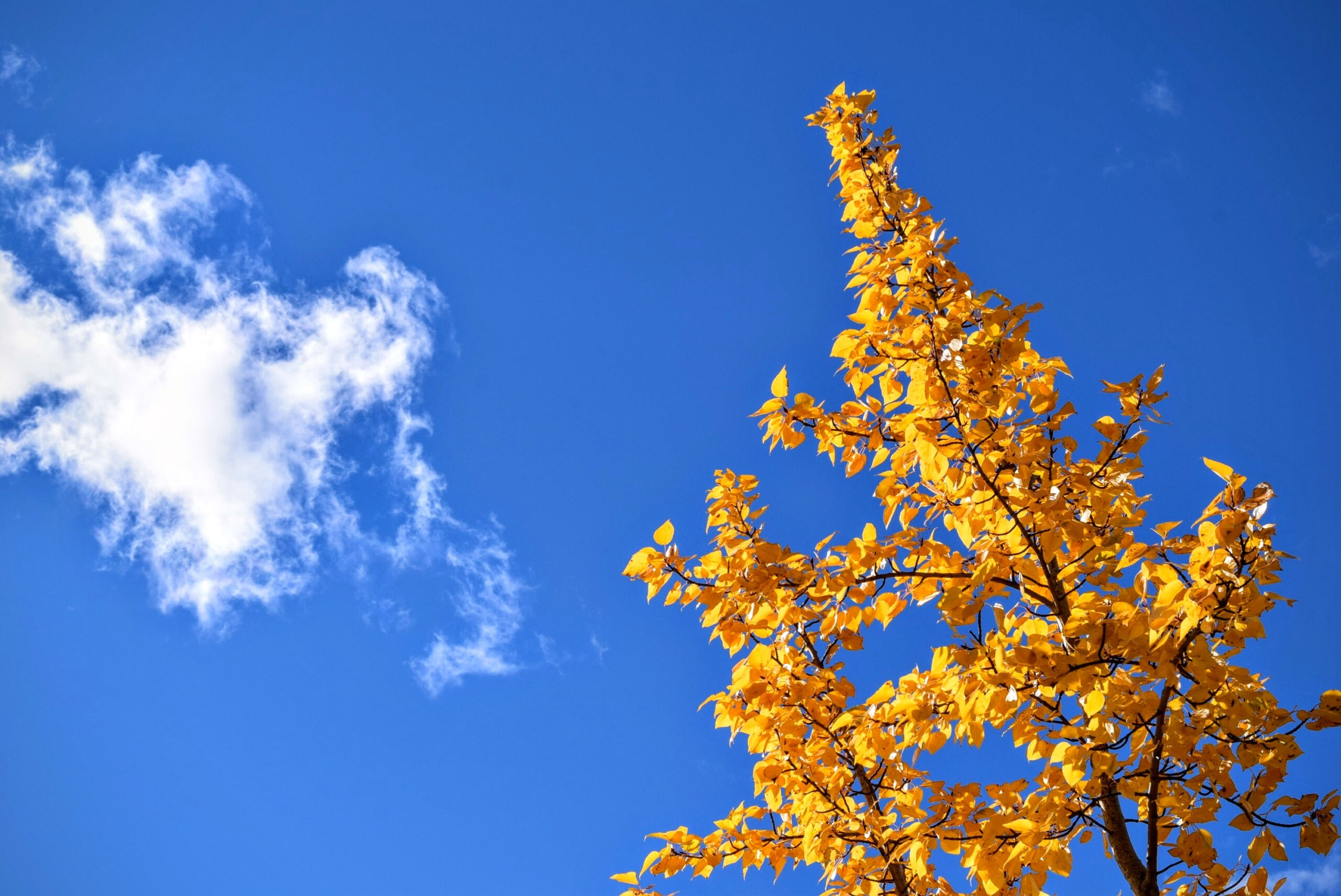 Manuka Honey Antiseptic Interactions: Antibacterial Effects of Honey and Topical Antiseptics
