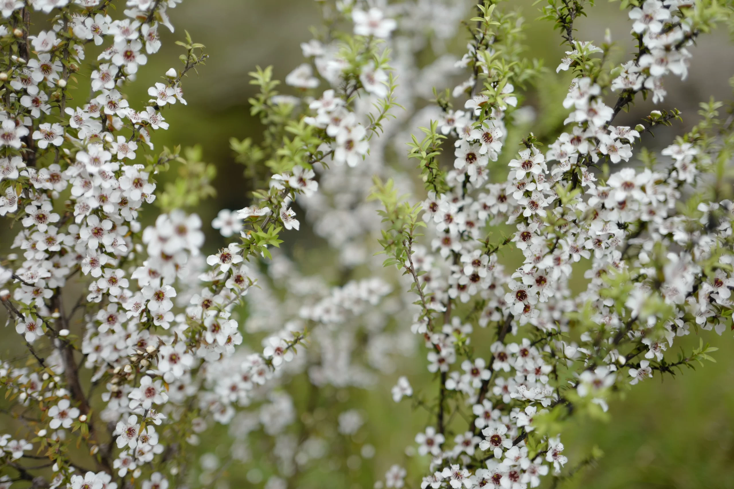 how to choose manuka honey mgo