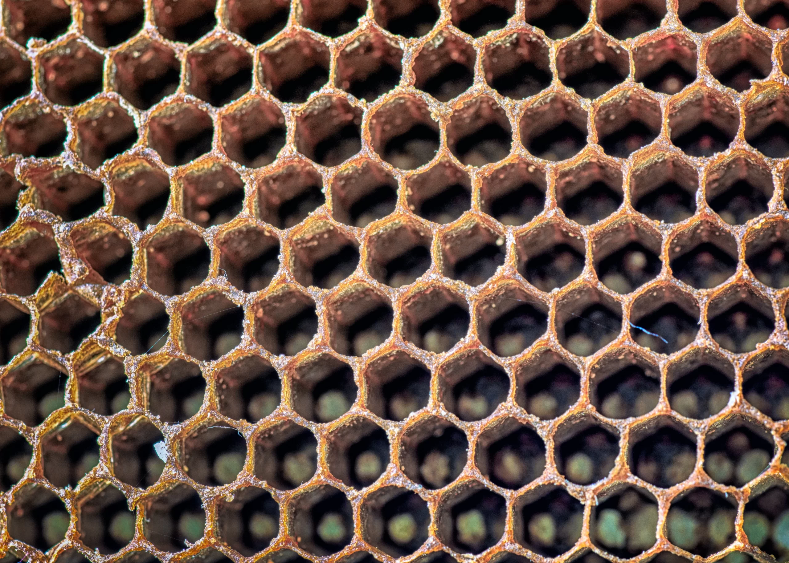 Is Manuka Honey Better Than Other Honey? Top Brands Reviewed