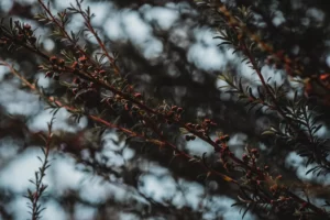 manuka honey sore throat