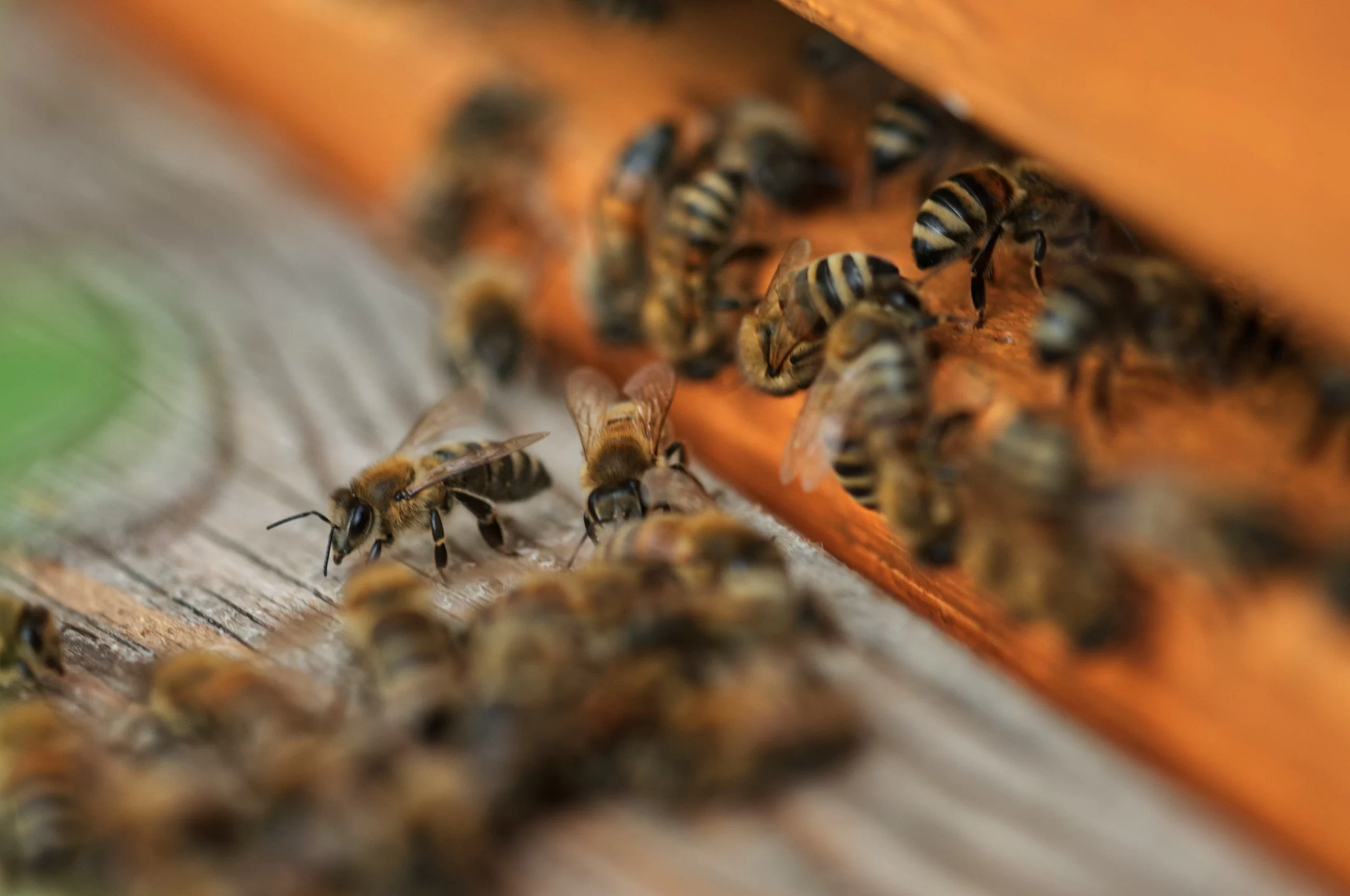 Manuka Honey Anti-Inflammatory: The Benefits of Combining Organic Coffee with Manuka Honey