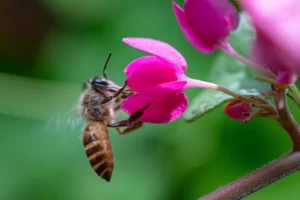 manuka honey allergy