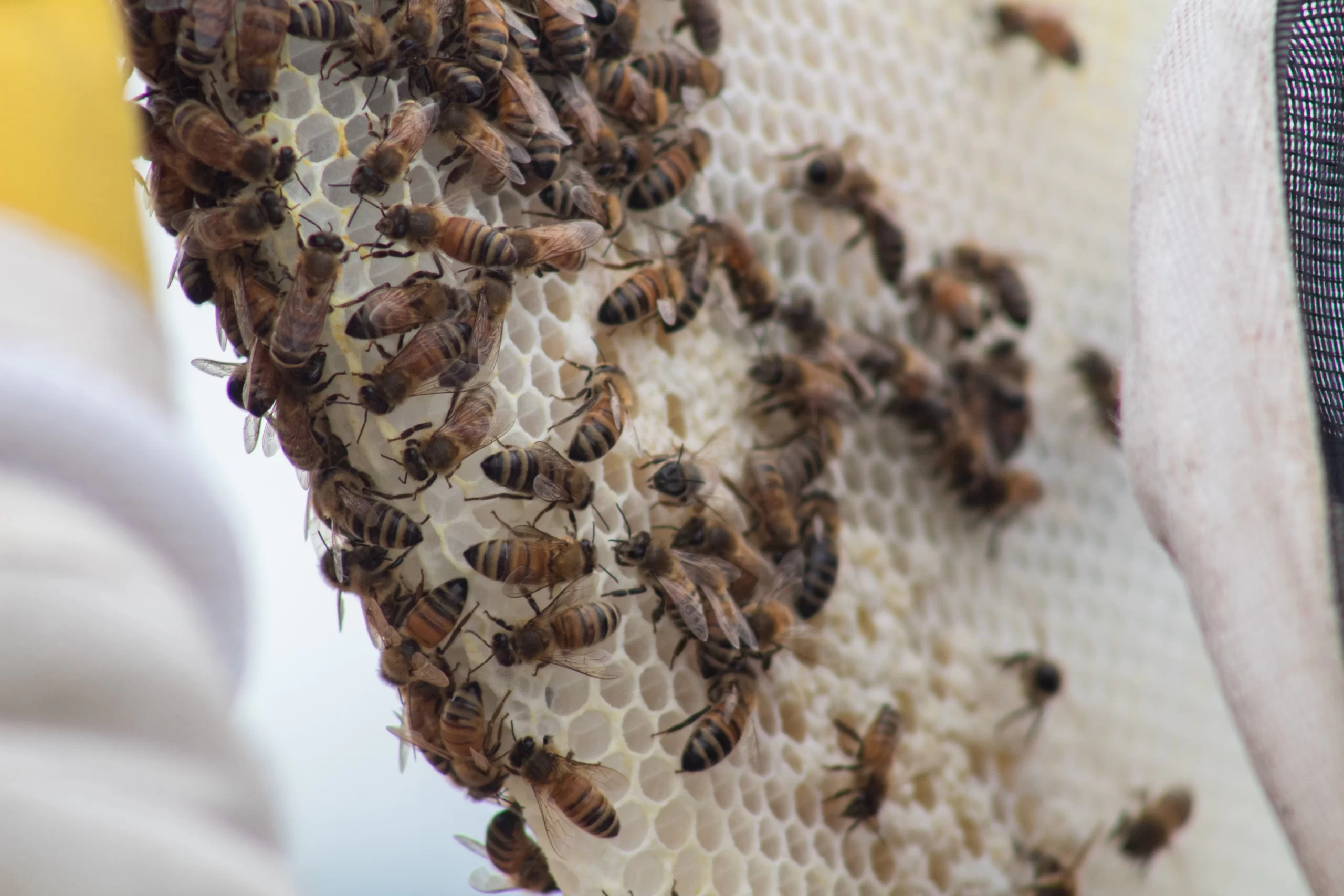 Manuka Honey for Arthritis: Benefits, Risks, and Nao Medical’s Comprehensive Healthcare Services