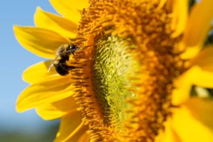 manuka honey for bloating