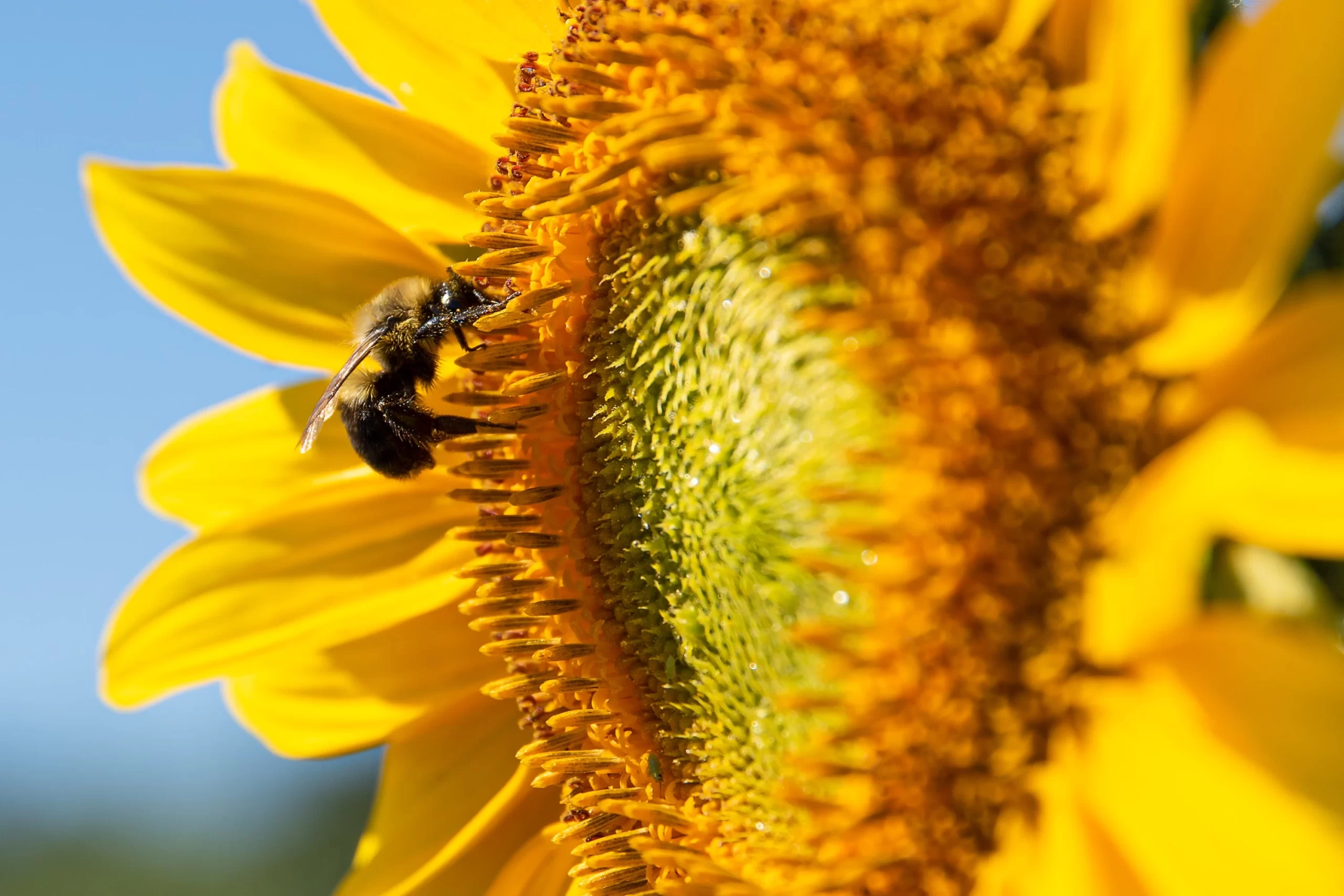 Manuka Honey for Bloating: The Ultimate Guide