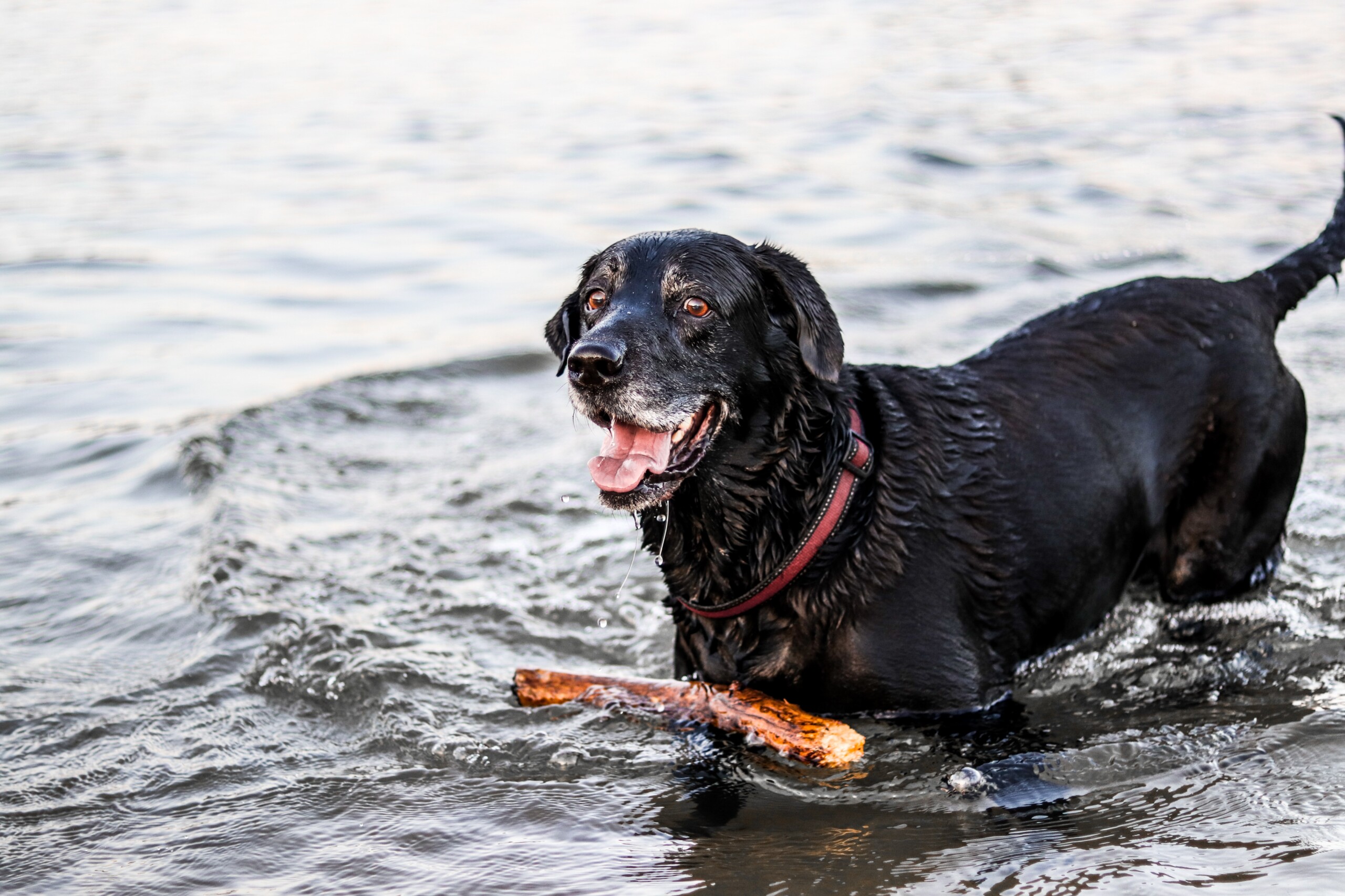 Manuka Honey for Dogs: Benefits, Safety, and Delicious Treat Recipe