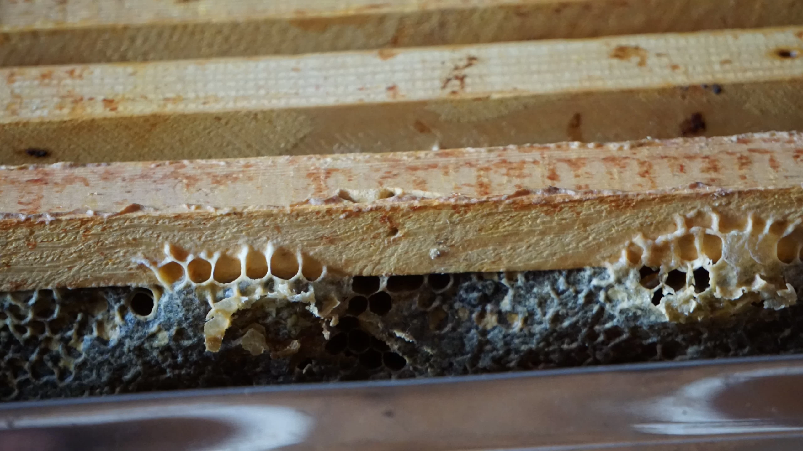 Manuka Honey for Wound Healing in Veterinary Medicine