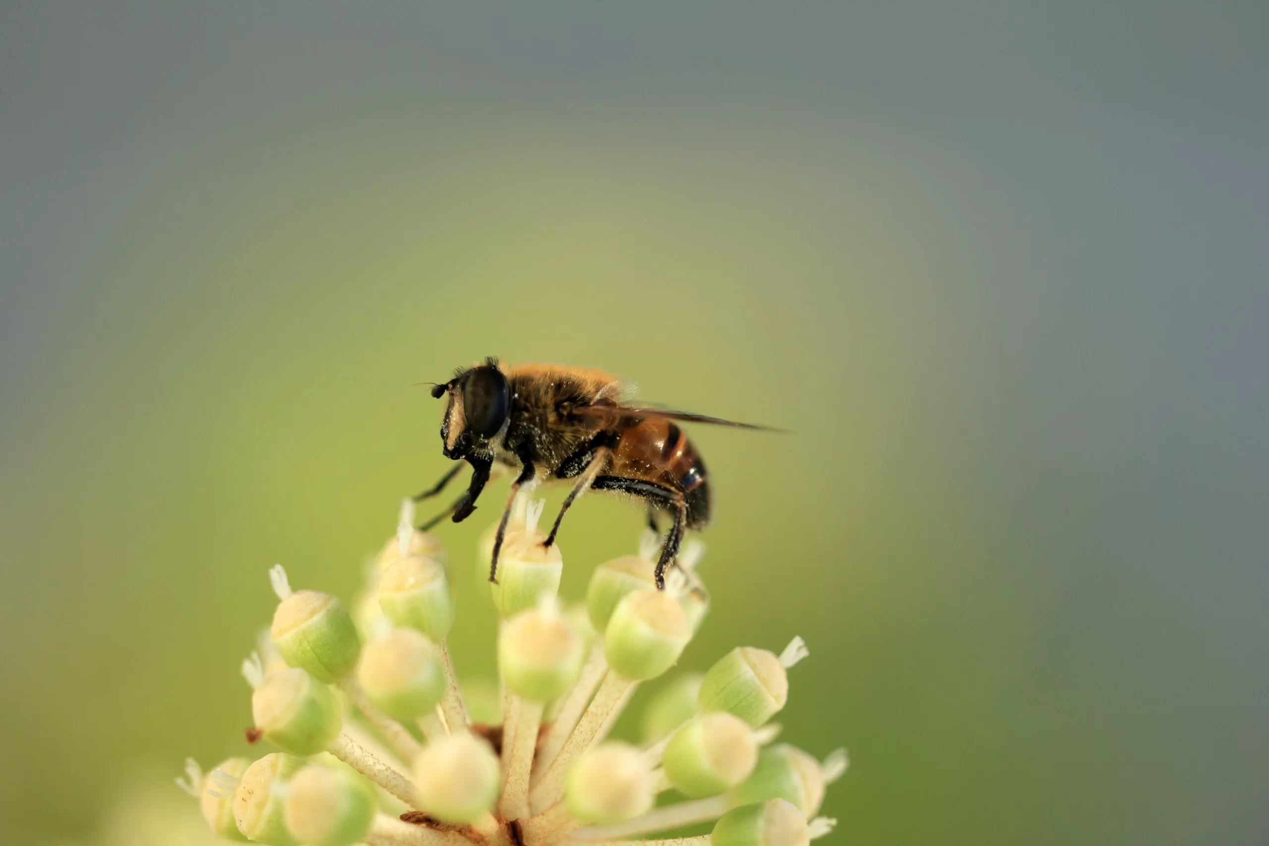 Manuka Honey for Wrinkles: An Effective Natural Moisturizer