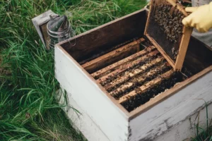 manuka better than other honey