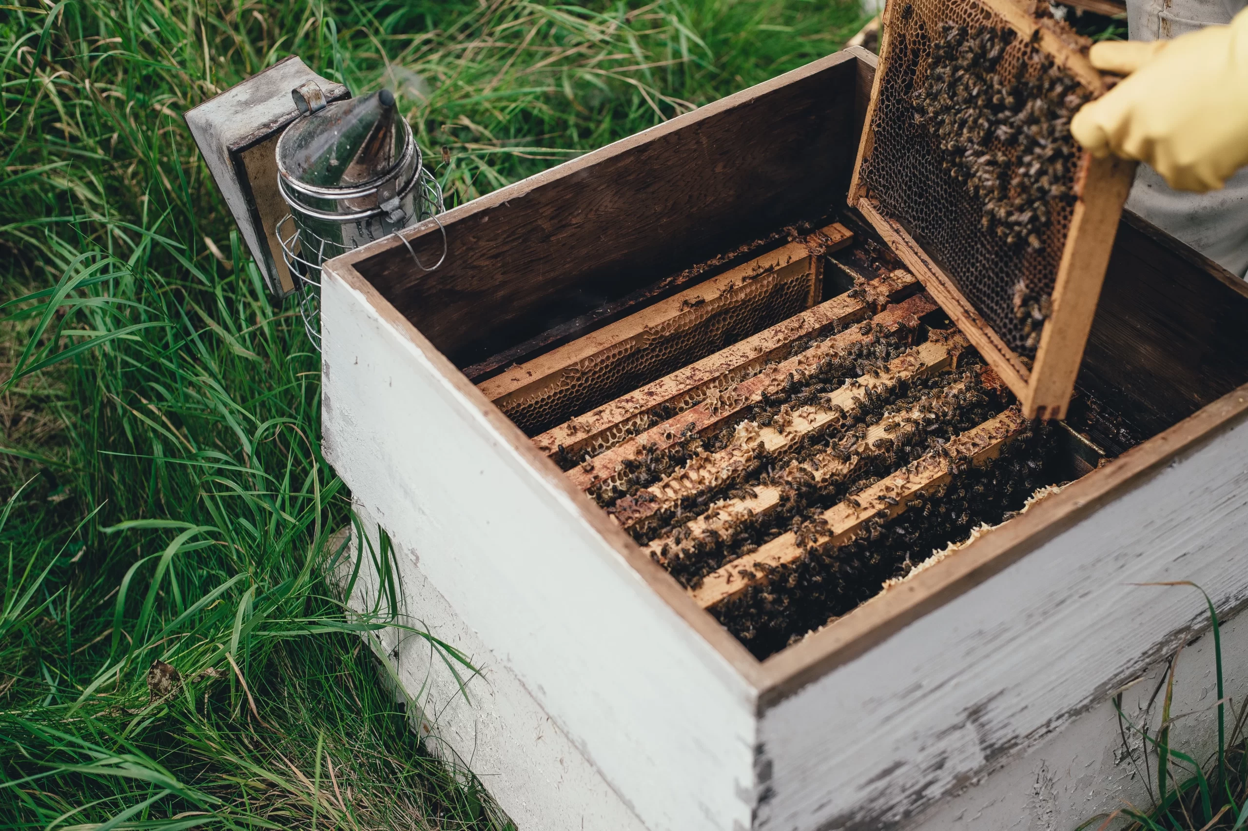 Manuka Honey: What Sets It Apart from Other Honey