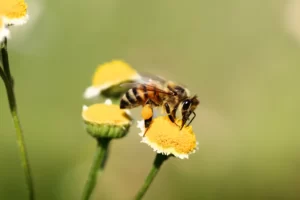 organic honey manuka