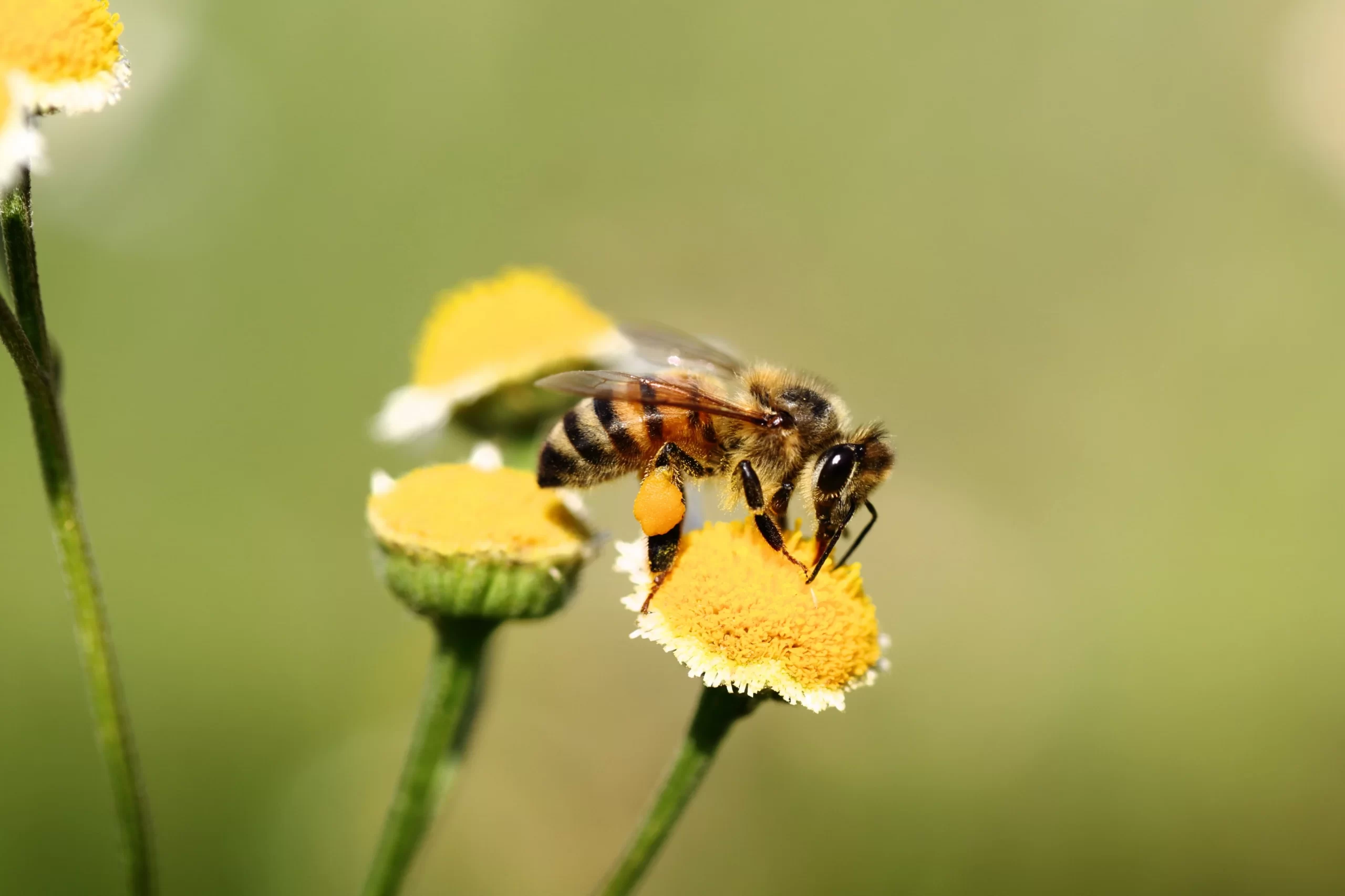 Organic Honey Manuka: The Amazing Health Benefits and Where to Buy