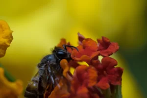 manuka honey mouthwash