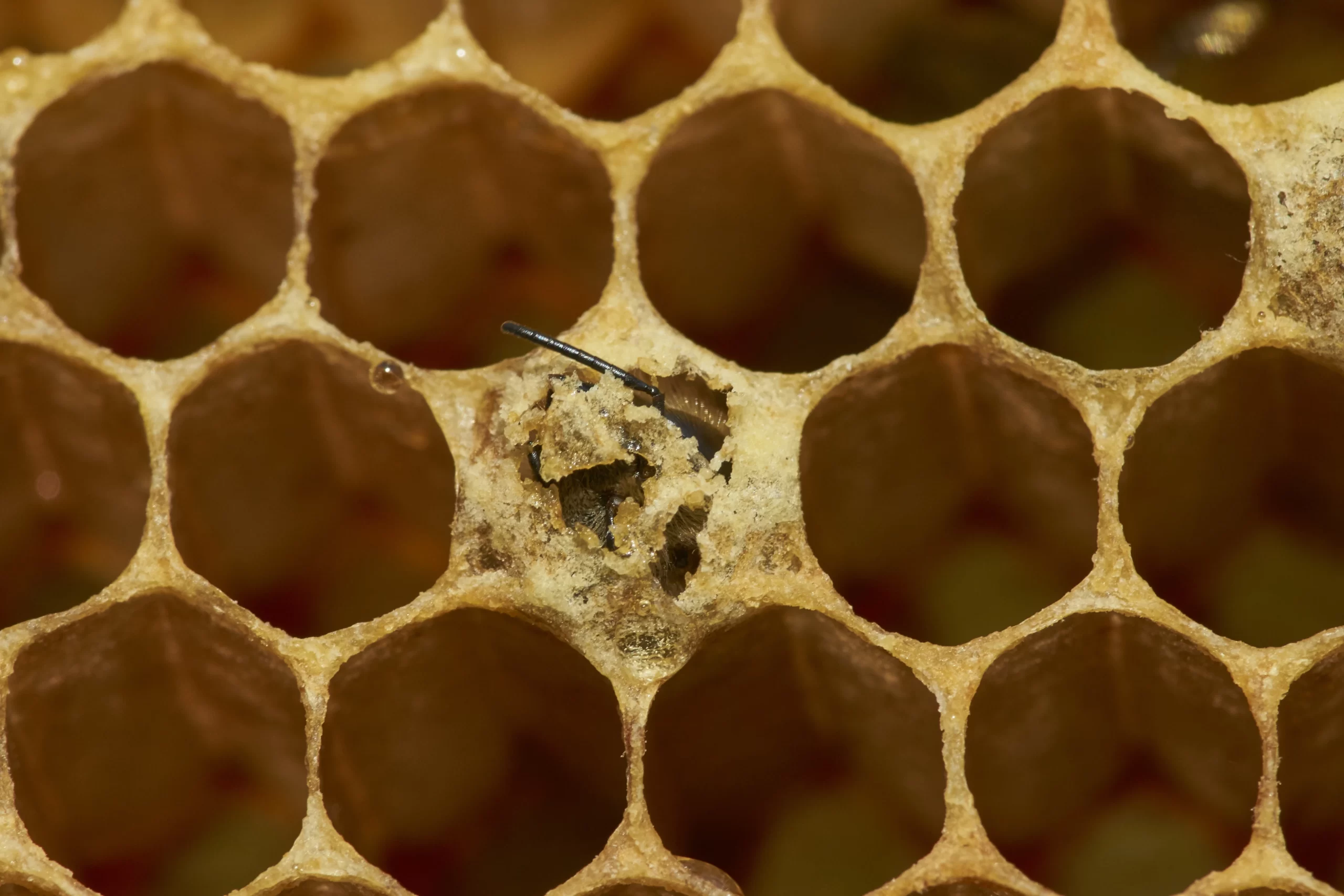 UMF MGO Manuka Honey: Origins, Production, Benefits, and Uses