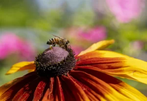manuka honey for scars