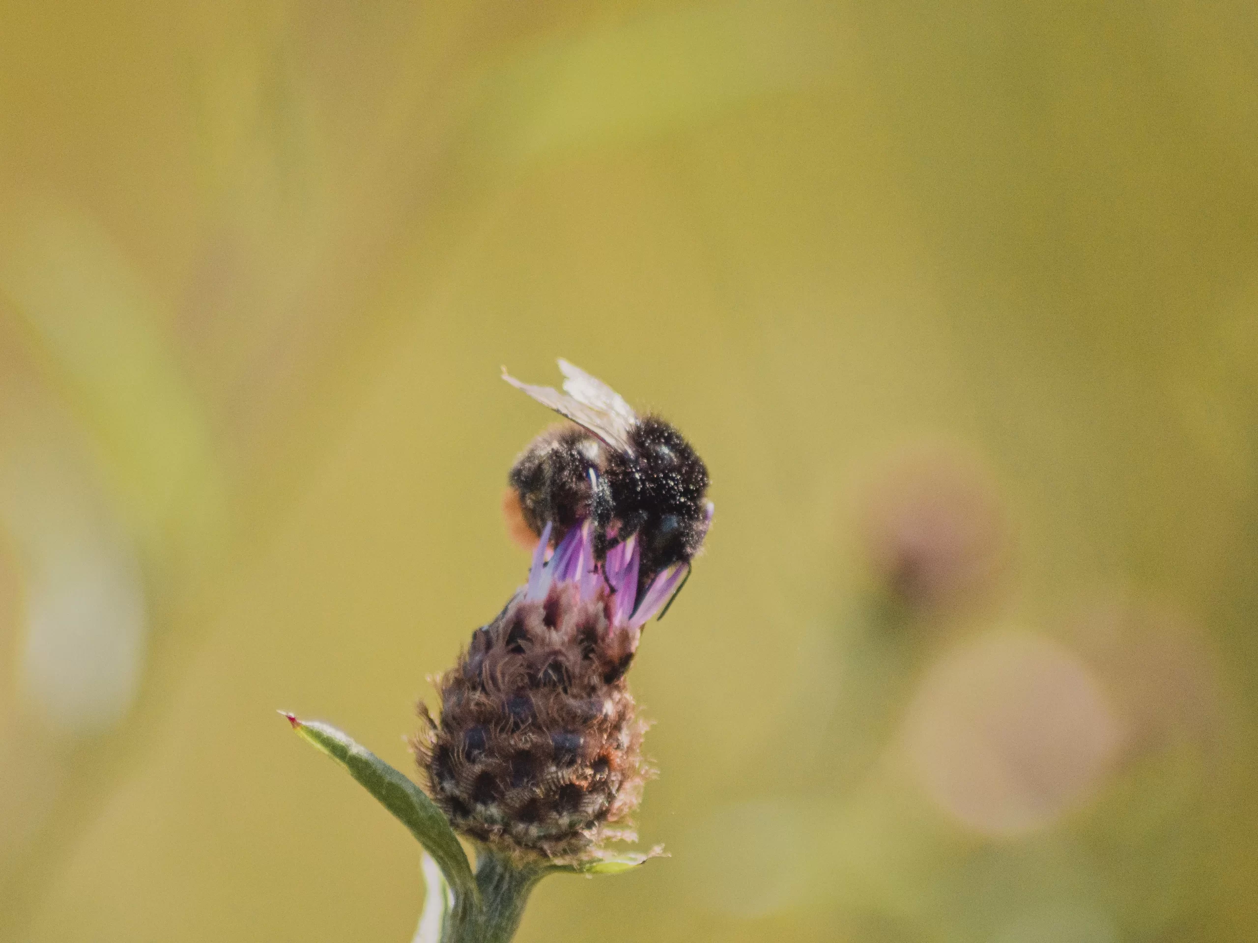 Honey When Sick: Natural Remedies for Common Ailments