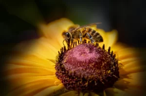 manuka honey for cholesterol
