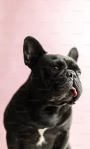 Manuka Honey for dogs