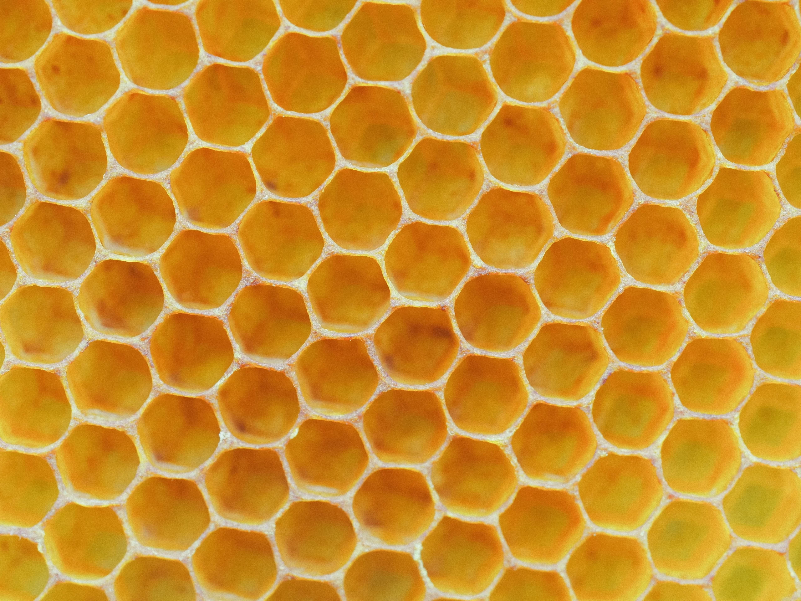 Manuka Honey for Wound Care in Pets: A Natural and Effective Treatment | AboutManukaHoney.com