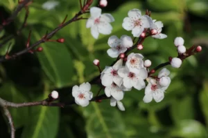 Manuka Honey for wound care for pets