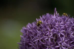 manuka honey