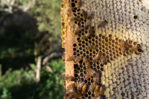 manuka honey mgo meaning