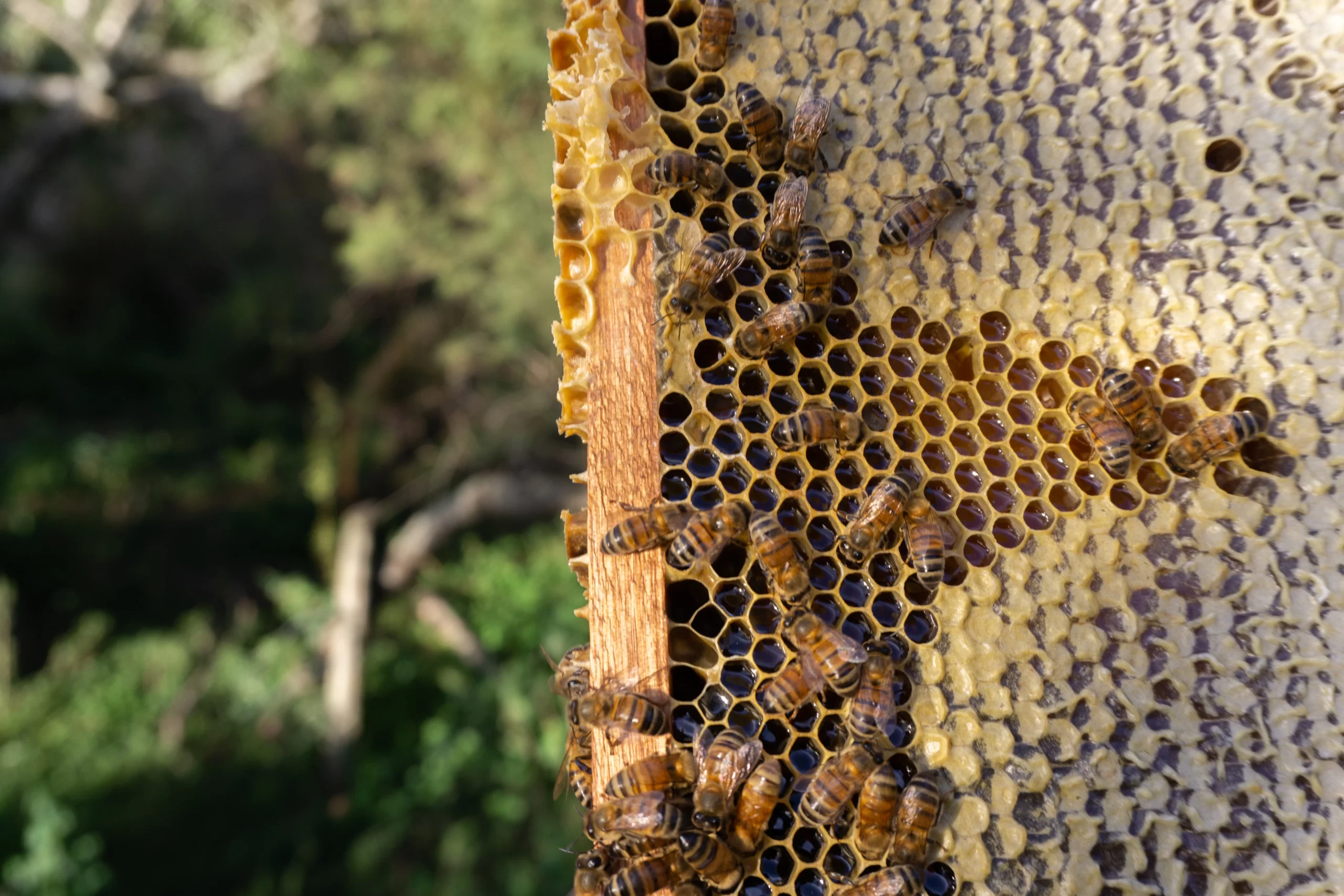 Manuka Honey MGO Meaning: What You Need to Know | Complete Guide