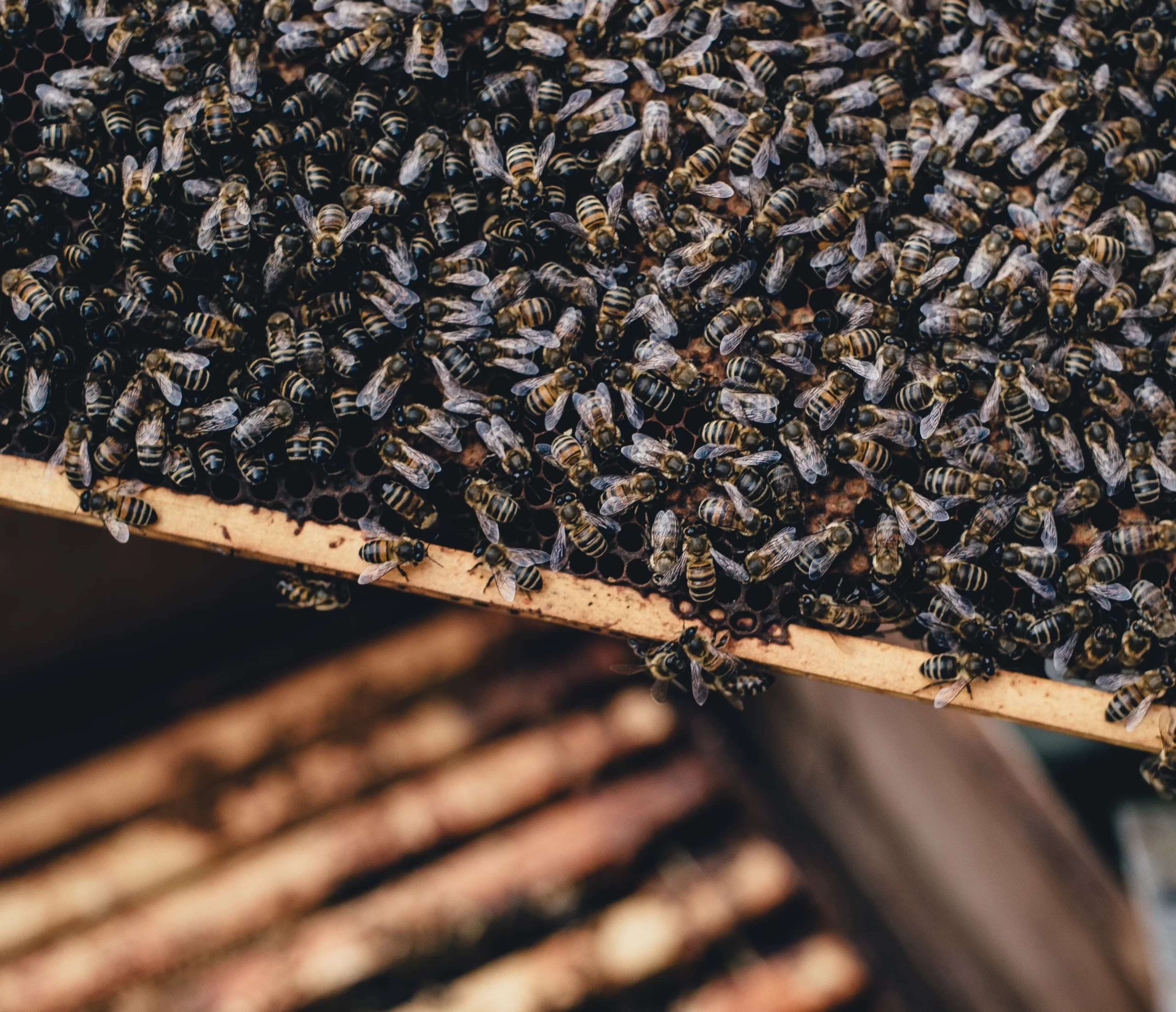 Manuka Honey vs Raw Honey: A Comparison of Two Unique Varieties