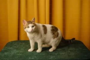 can cats have honey