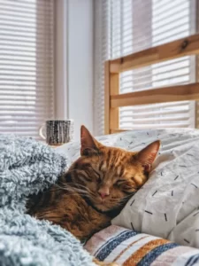 can cats have honey
