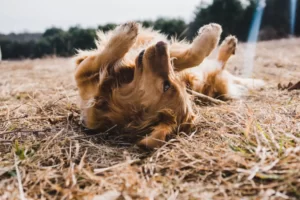 where to buy Manuka Honey for dogs