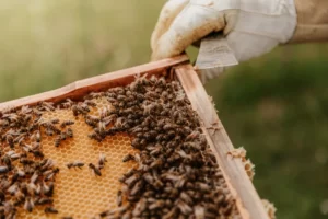 how do bees produce honey