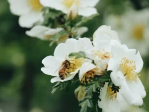 manuka honey for asthma