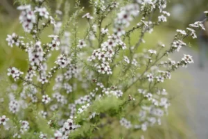 manuka honey weight loss