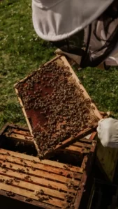 manuka honey stress relief