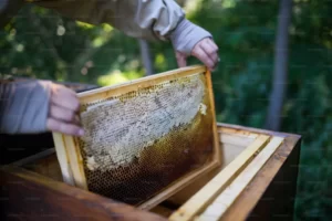 manuka honey for acne