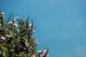 manuka honey for bronchitis