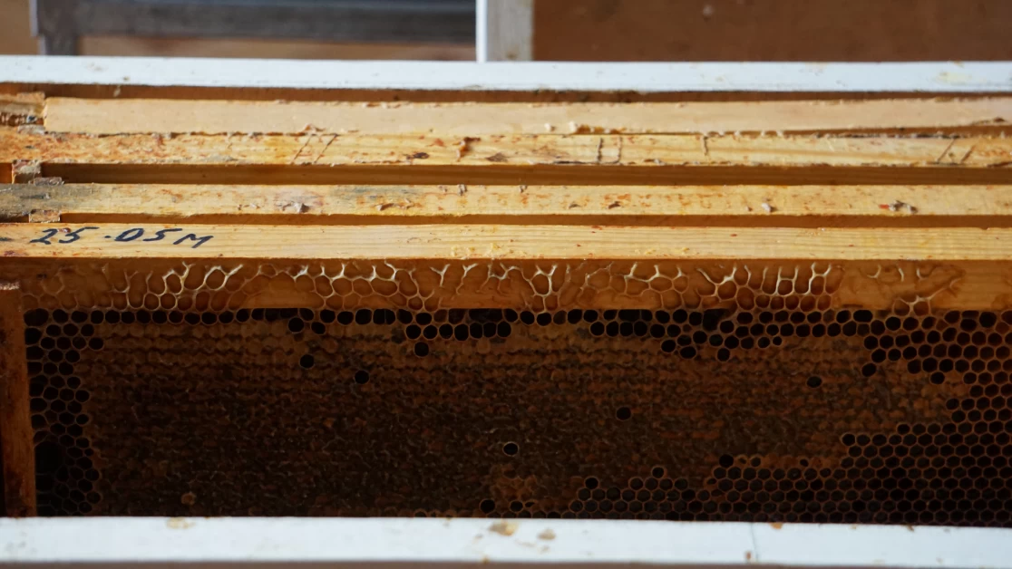 manuka honey anti-inflammatory