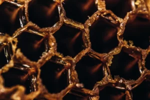 manuka honey for sinusitis