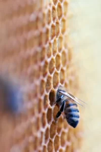 manuka honey antiseptic
