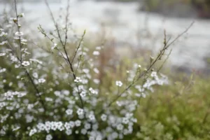Manuka Honey for a sinus infection
