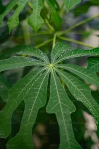 monofloral vs multifloral manuka honey