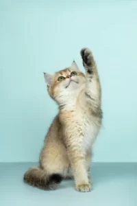 can cats have honey