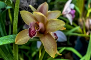 manuka honey for cough