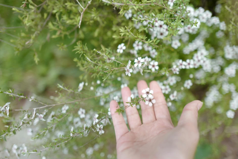 manuka honey for bloating